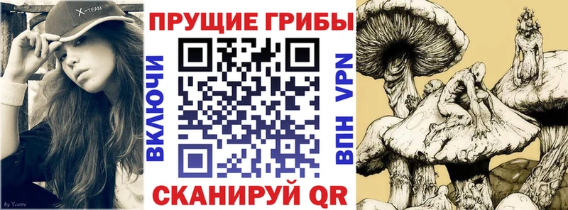 omg онион  Дорогобуж  Псилоцибиновые грибы Magic Shrooms 